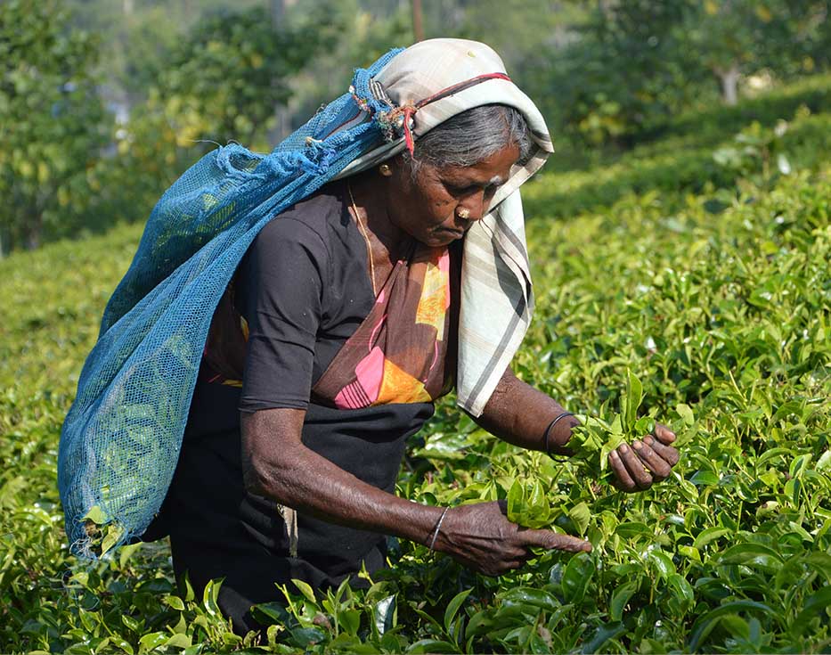 Woman from Sri Lanka picks crops in a field