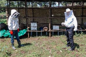 Two Ethiopian men wearing bee suits tend to their beehives
