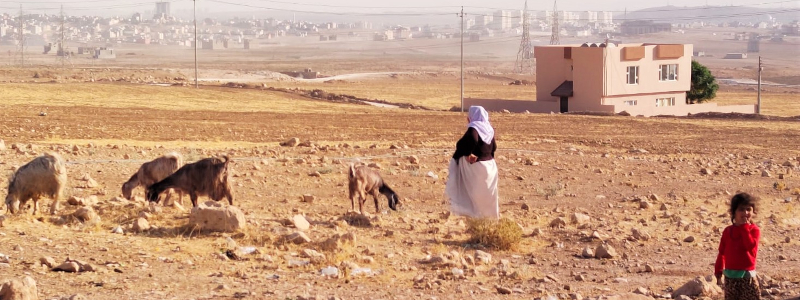 Iraqi woman tends to her goats while her young daughter stands nearby