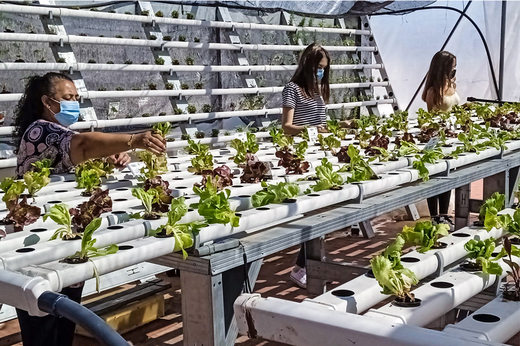 Women tending to lettuce plants in a greenhouse