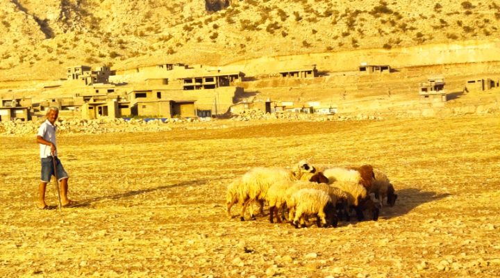 shepherd-in-Iraq_mi_022323